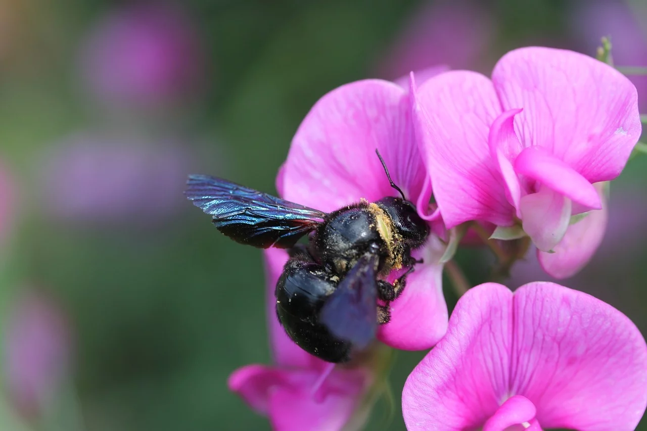 How to Prevent Carpenter Bees Suburban Pest Control