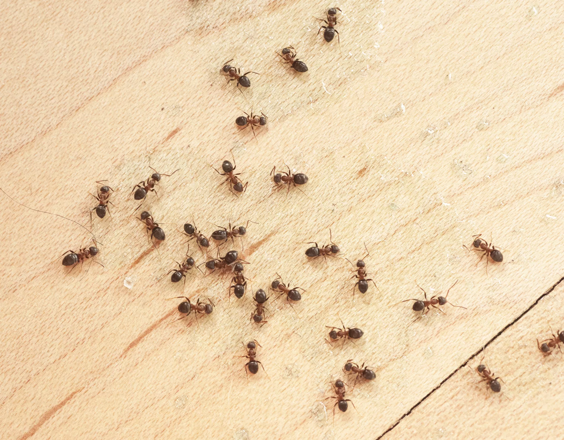 Carpenter Ants Vs Black Picture