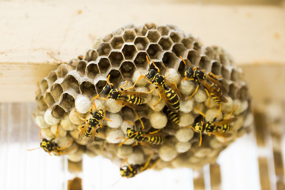 Dealing with Wasps Natural DIY Wasp Repellents and Insecticide Treatments