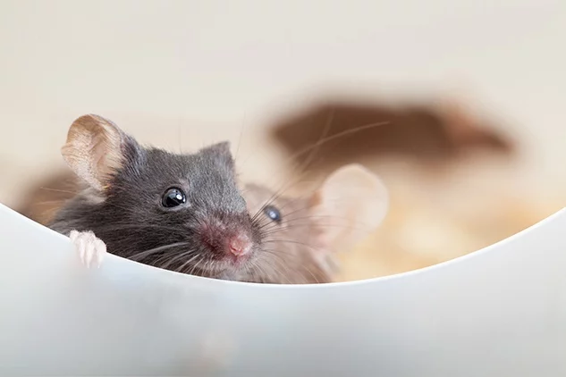 Little-Known Ways Mice Can Sneak Into Your Elizabeth City Home