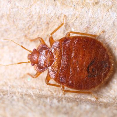 Close up of bed bug
