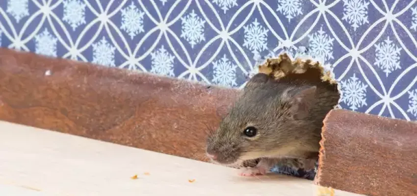 rodent_in_wall.