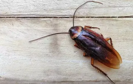 An American cockroach on a wooden table
