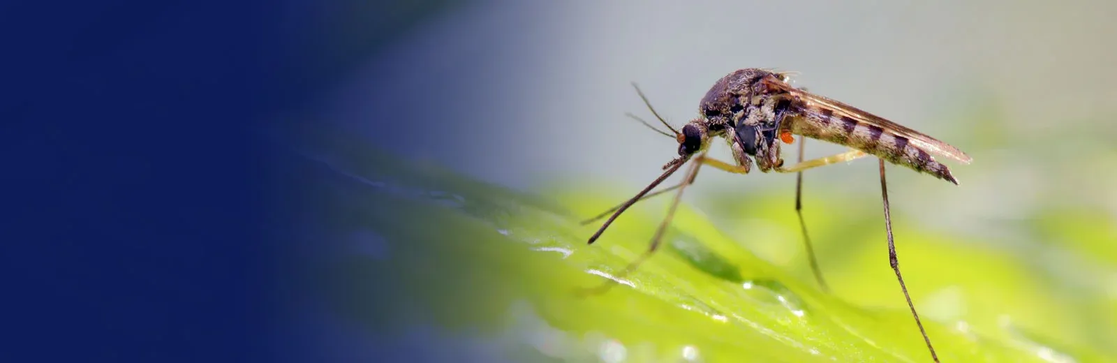 Mosquito on a leaf