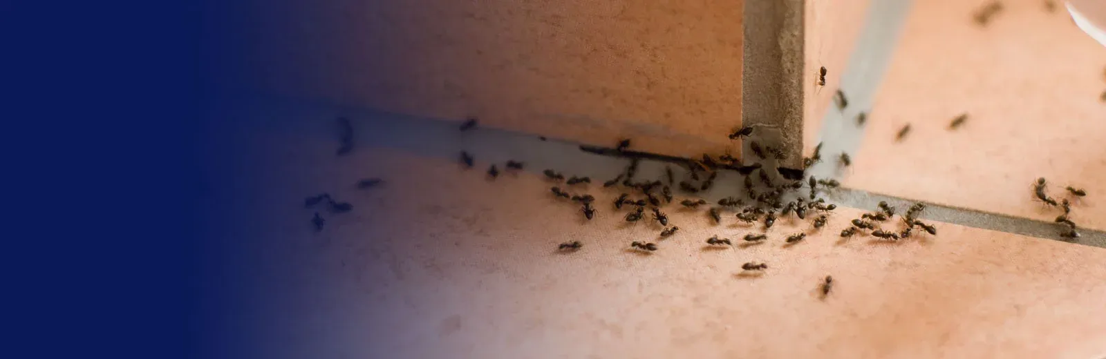 ants on a tile floor