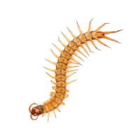 centipede
