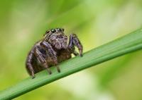 closeup of jumping spider