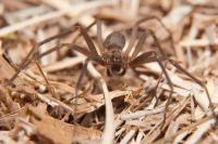 brown recluse spider