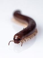 millipede