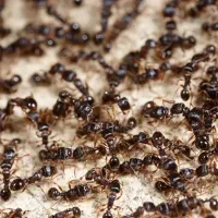 colony of black ants