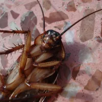 cockroach laying on its back