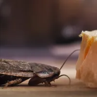 cockroach next to a piece of bread