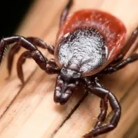 brown and red tick sitting on a stick