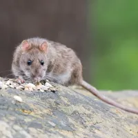 brown rat sitting on a rock