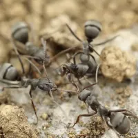 Group of ants in the dirt