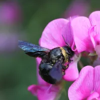 Carpenter bee on a purple flower