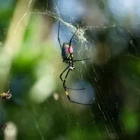 Joro spider (Nephila clavata) spinning a web