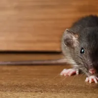 Rat hiding in attic