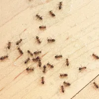 Ants crawling on kitchen floor