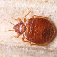 Picture identification of an adult bed bug