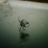 black widow inside