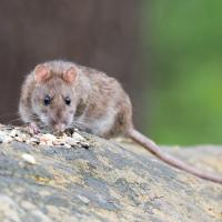 brown rat on a log