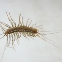 centipede in basement