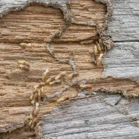 Termites making a home in firewood