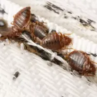 Bed bugs on a mattress