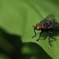 a house fly on a leaf