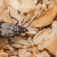 Indian Meal Moth