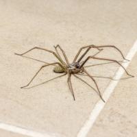 A spider crawling indoors
