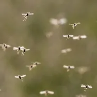 a swarm of mosquitoes