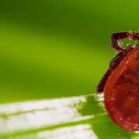 a tick close up