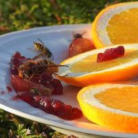 Yellow jackets feeding on oranges and jam on plate