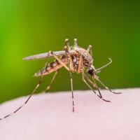 Mosquito biting a human