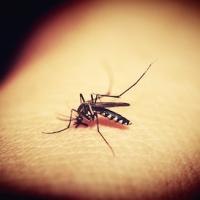 Mosquito Biting Human