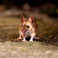 mouse walking on the pavement