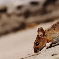 House mouse running along floor