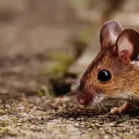mouse walking on a path
