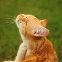 orange-cat-scratching-in-lawn