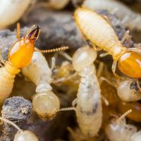 Subterranean Termites