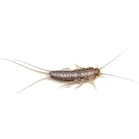 a close up image of a silverfish