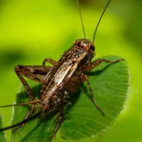 cricket on a leaf