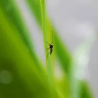 mosquito on leaf