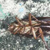 cockroach laying on its back