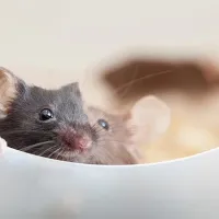 two mice sitting in a bowl