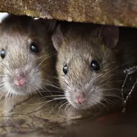 two mice sitting next to each other