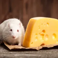 white rat with red eyes sitting next to a piece of cheese