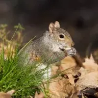 squirrel eating an acorn in the grass